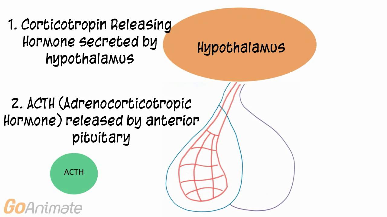 Anatomy and Physiology: Endocrine System: ACTH (Adrenocorticotropin Hormone) V2.0