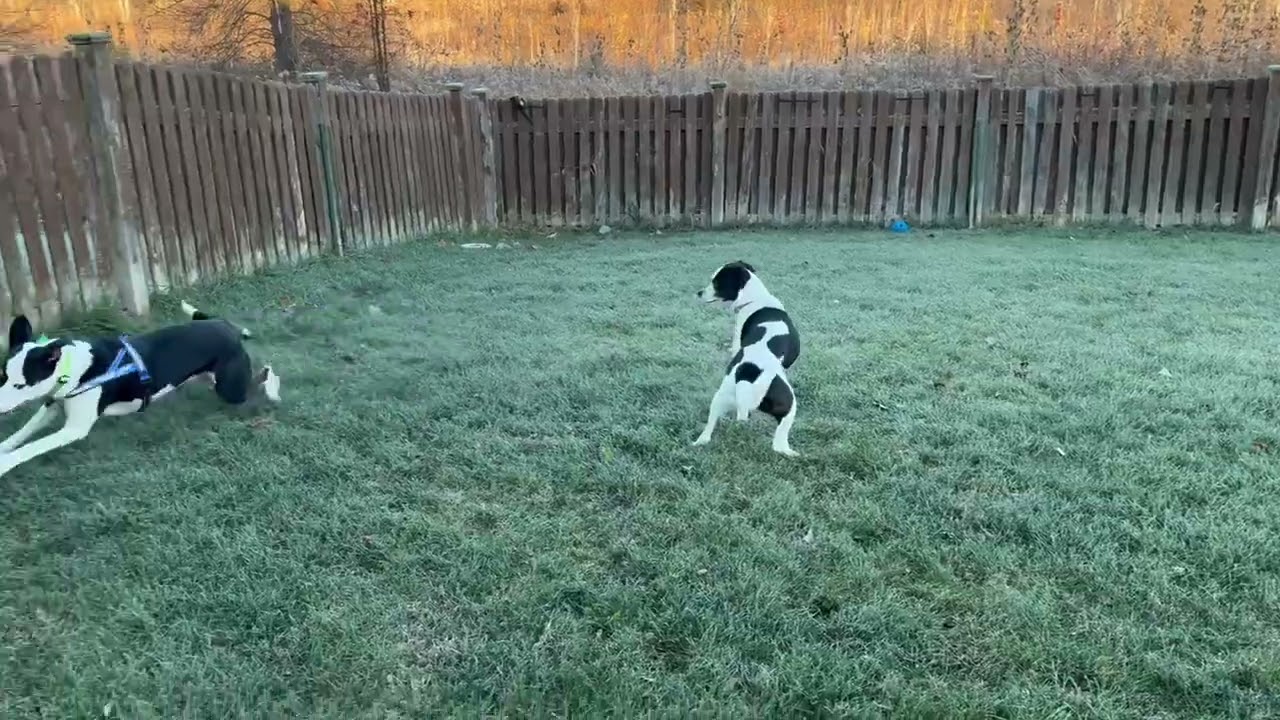 Enlarge Elliot, a Adoptable mixed breed in Aurora, IL video 6/6