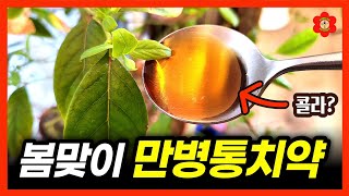 [최초공개] "올 봄엔 이거 한숟갈이면 돼요"ㅣ꽃봉오리, 새순, 새싹 터지는 만병통치약ㅣ우리집 꽃봉오리가 자…