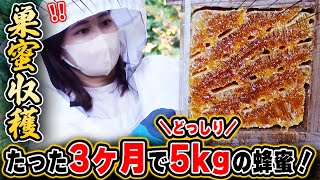 盛り上げ巣ついに収穫！黄金に輝く幻のニホンミツバチの巣蜜！