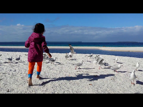 Birds and Ila by the beach Plantation Point Australia.😍