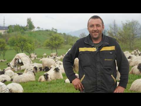 DADO  PRODAO  OVCE   ZA  60 000 MARAKA