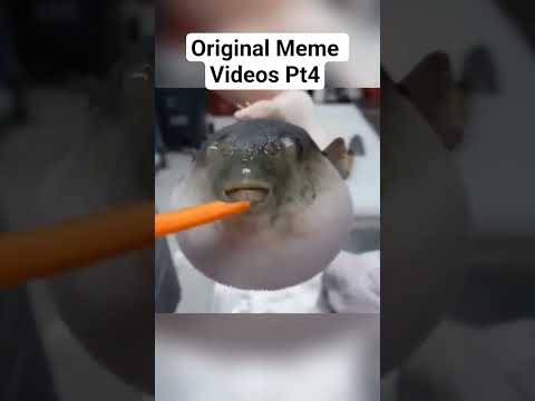 Original Meme Videos Pt4 (Pufferfish)