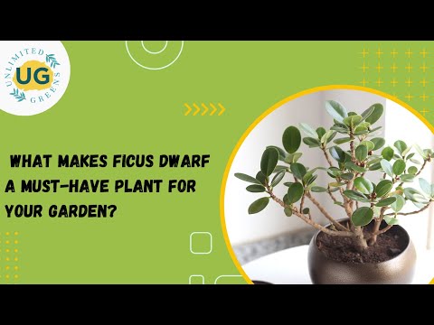 , title : 'Plant Facts and Care Tips: Ficus Dwarf'