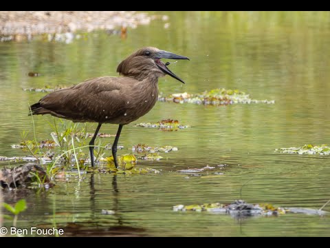 Hamerkop Garden Route Birding