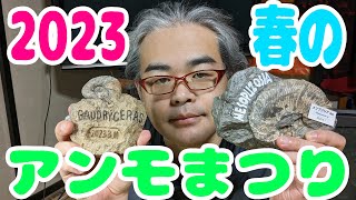 【春のアンモまつり】連続で「年イチ」級のアンモナイトを発見！