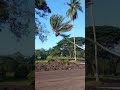 Falling coconut tree in slow motion - Bongere Dominic Falling coconut tree in slow motion