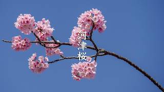 Tokyo First Cherry Blossoms 2018 video preview