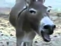 V�deo de burro a rir