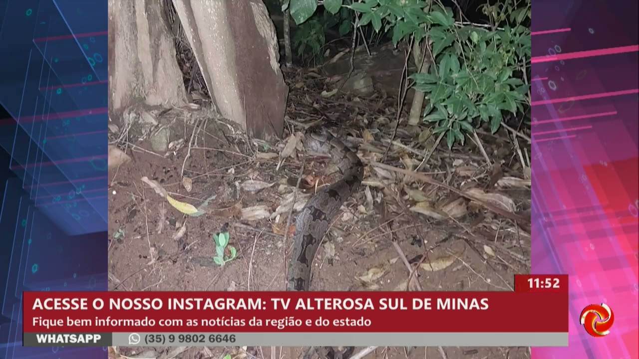 Bombeiros capturam jiboia em quintal de casa em Guaranésia