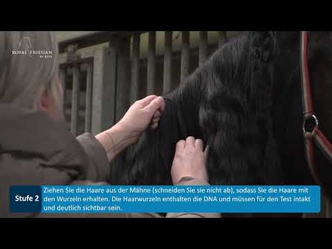 Anleitung zur eigenen Haarprobenentnahme von Pferden