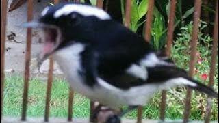 Download lagu pancingan burung decu kembang mp3