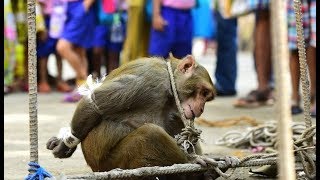 [問卦] 猴子橫行霸道,政府鼓勵抓猴每隻獎勵兩百