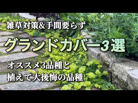 丈夫なグランドカバー:最高のタイプ トピックス