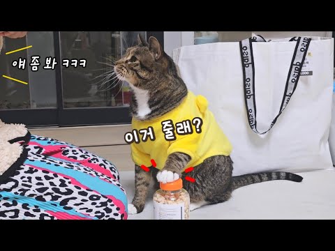 고양이가 입에 딱 맞는 간식을 맛보면 생기는 일