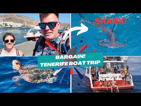 SWIMMING WITH A SHARK 🦈 in Tenerife! BARGAIN Boat Trip Excursion! Whales, Turtles-SUPER VALUE 🤩