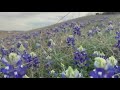 Annual bluebonnet season is officially underway | FOX 7 Austin