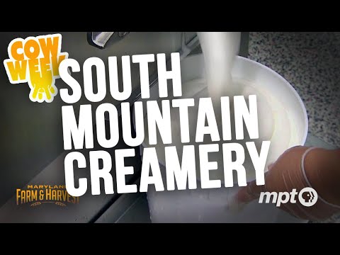 South Mountain Creamery | Cow Week