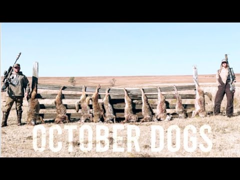 Coyote Hunting - October Coyote Calling Tactics with Kelsey Shetler  - Long Range Hunting