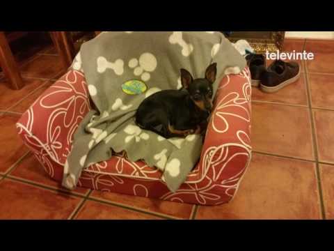 Intentan localizar unha cadela perdida na parroquia de Viana, en Chantada