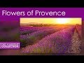 Relaxing DVD - Flowers of Provence for Aroma ...