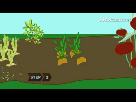 How to Rotate Vegetable Crops