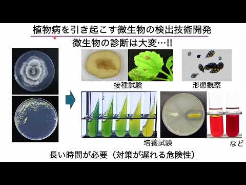 【山口大学OC2025／農学部／生物資源環境科学科】13 植物病理学研究分野