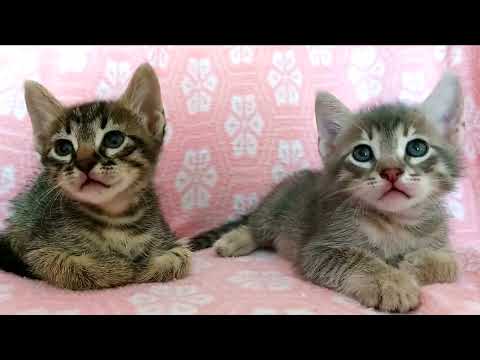 Pretty Little Stalker 🤣🤣#shorts #cats #short