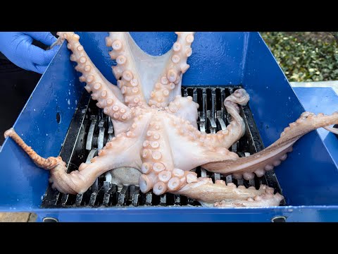 Shredding Real Octopus! Amazing Video!
