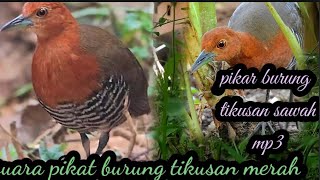 Download lagu suara pikat MP3 burung tikusan mata merah mp3
