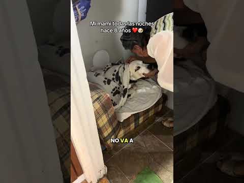 Ojalá asi trataran a todos los perritos 😭 #petcare