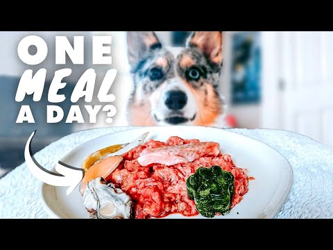Should You Feed Your Raw Fed Pet One Meal A Day?