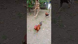 Download lagu h3b0h ayam pama kud4 l4riii yg t4matkan karir ayam bangkok milik tetangga rumah !!! mp3