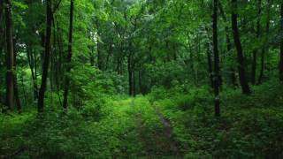 Cinnamon - Marika Hackman Cover