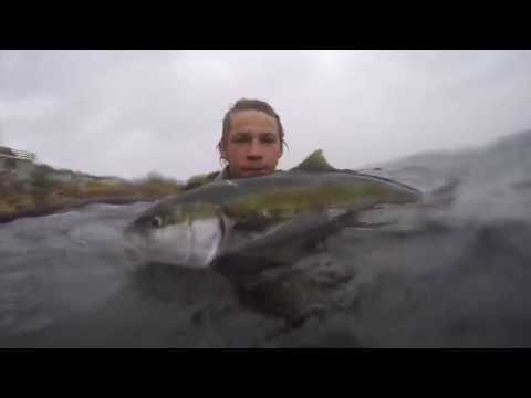 Spearfishing Sydney NSW vol 6