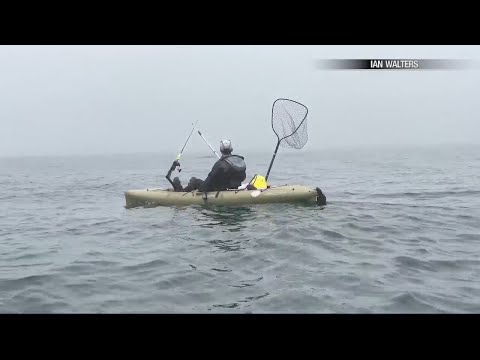 Scary Video Of Great White Shark Stalking Kayakers