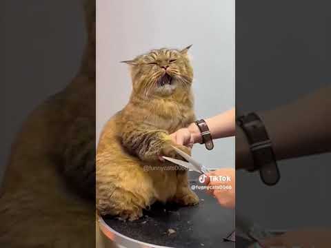 motaz Mazan 73 (part 2)