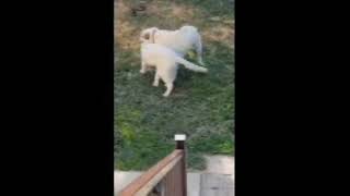 Video preview image #1 Great Pyrenees Puppy For Sale in Spring, TX, USA