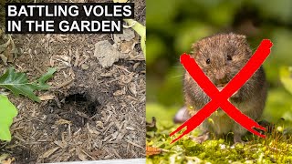 Organic Garden Pest Control | Natural methods for dealing with voles in the garden