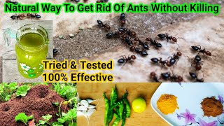 How To Get Rid Of Ants Forever In One Go, With Natural Ways, Without Killing Ants