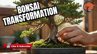 From Start to Finish Incredible Bonsai Makeover Process