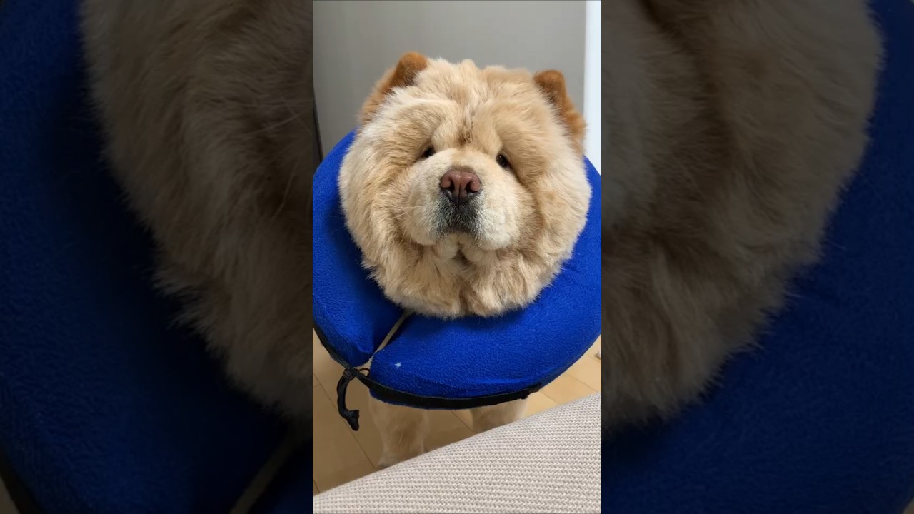 とれないのねん