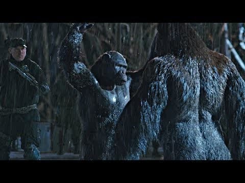 Rocket vs Red Donkey - Fight Scene | War for the Planet of the Apes (2017)#LOWI