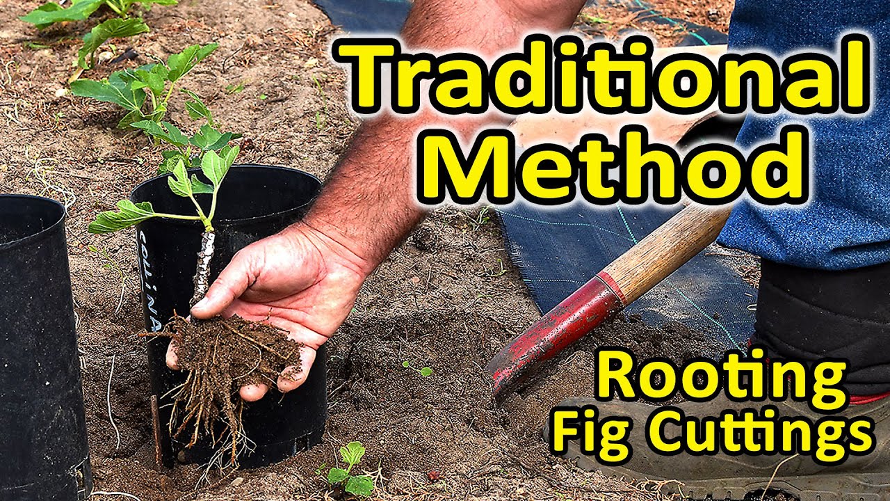 Rooting Fig Cuttings | Rooting in the Summer using the “Traditional Method”