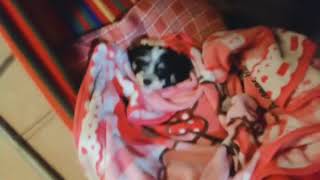 ハンモック好きな犬