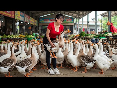 [TIMELAPSE] --325 Days Harvest Many Big Goose, Geese - Sell Lots of Quail, Ducks Eggs from Farm