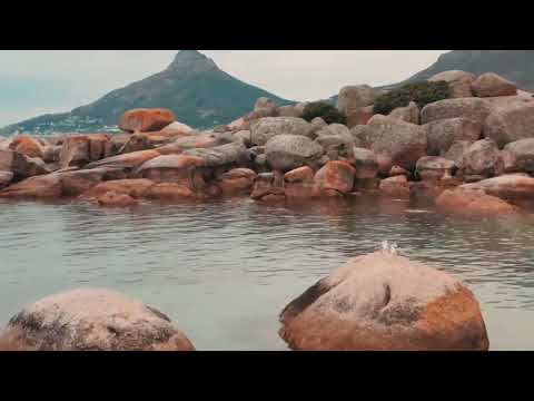 تغريد الطيور - اصوات الطبيعة الهادئة - مع موسيقى - استرخاء, دراسة, تأمل, نوم