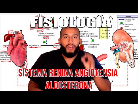 Physiology - Renin Angiotensin Aldosterone System (Macula Densa, Juxtaglomerular Apparatus)