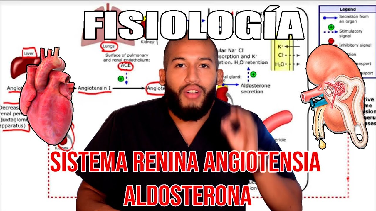 Fisiología - Sistema Renina Angiotensina Aldosterona (Mácula Densa, Aparato Yuxtaglomerular)