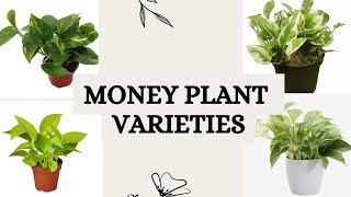 Growing money plant